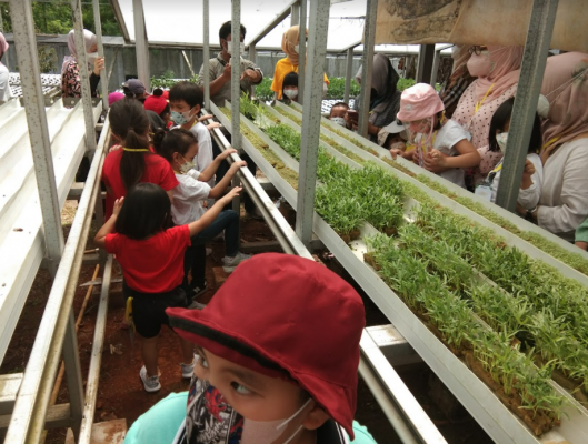 Kegiatan mengelilingi kebun hidroponik – Field Trip Kebun Bilabong Kegiatan mengelilingi kebun hidroponik - Field Trip Kebun Bilabong