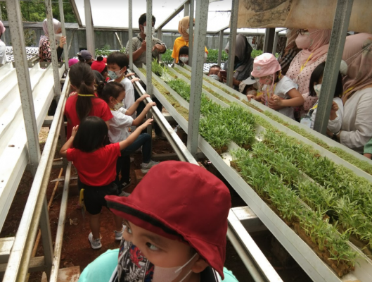 Kegiatan mengelilingi kebun hidroponik - Field Trip Kebun Bilabong